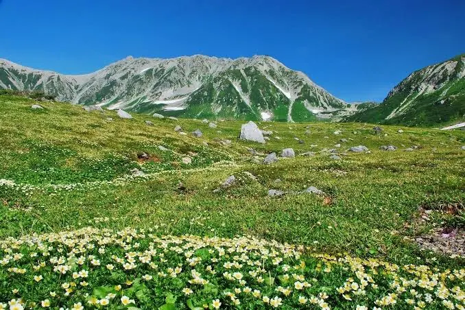 夏の室堂平に咲く高山植物